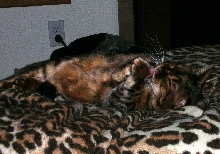 Zade bathing to become more beautiful