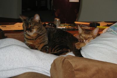 Zade and Antares sleeping together