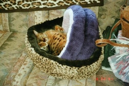 I want both beds!