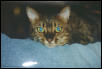 Zade - Face
