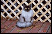 Enjoying the Deck