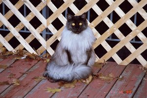 Enjoying the Deck