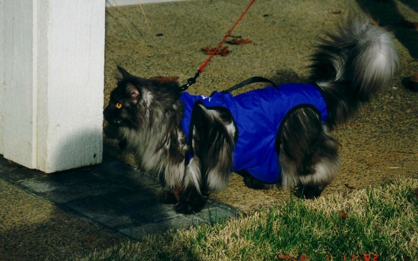 Ash in his new Safkat Walking Jacket