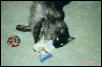 Ash with Christmas Toys