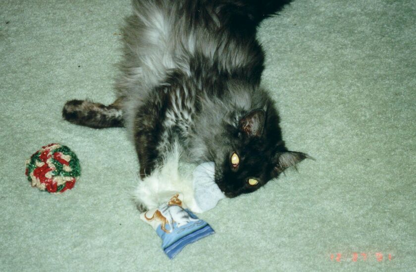 Ash with Christmas Toys