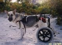 crippled dog