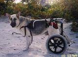crippled dog