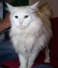 Heimdall