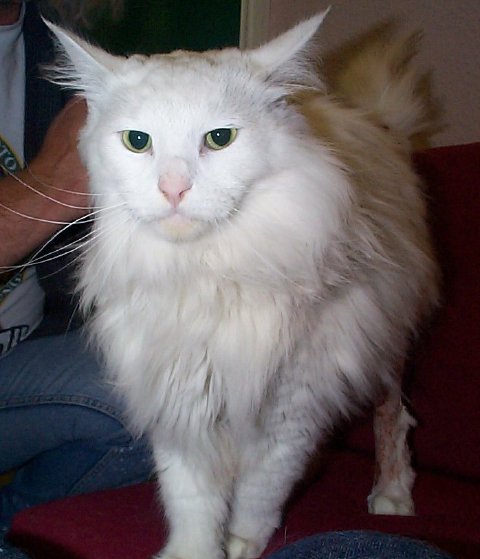 Heimdall