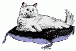 Pillow Cat