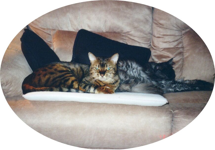 Cuddling Buddies