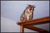 Zade on Canopy Bed