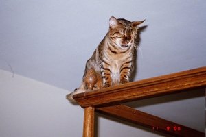 Zade on Canopy Bed