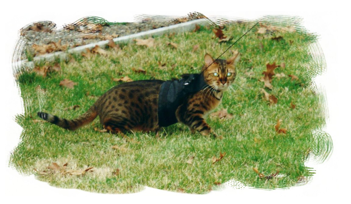 But I want to go chase the birds