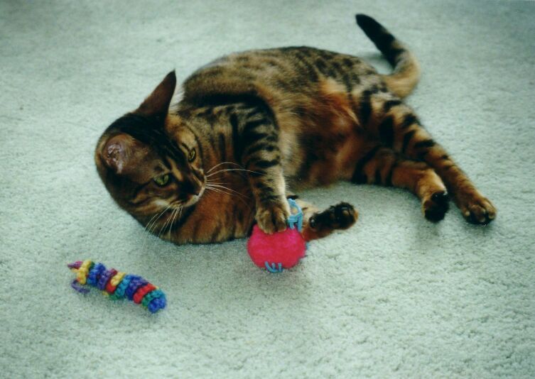 Playing with her new Christmas Toys