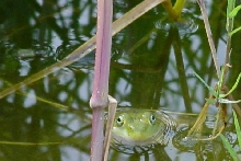 Bullfrog peeping at me