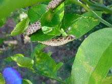 My new baby Western Hognose