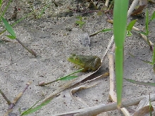Another bullfrog