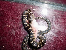My new kingsnake eating a fuzzy