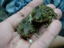 Spadefoot toads
