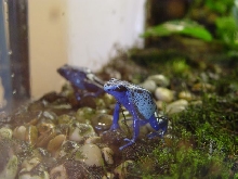 Azureus