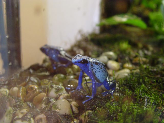 Azureus