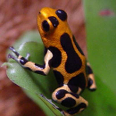 Intermedius