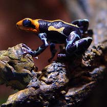 Intermedius B/legs