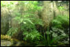 Ming Aralia