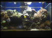 Reef Tank