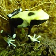 Yellowback