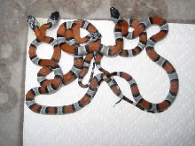 redbluff hatchlings