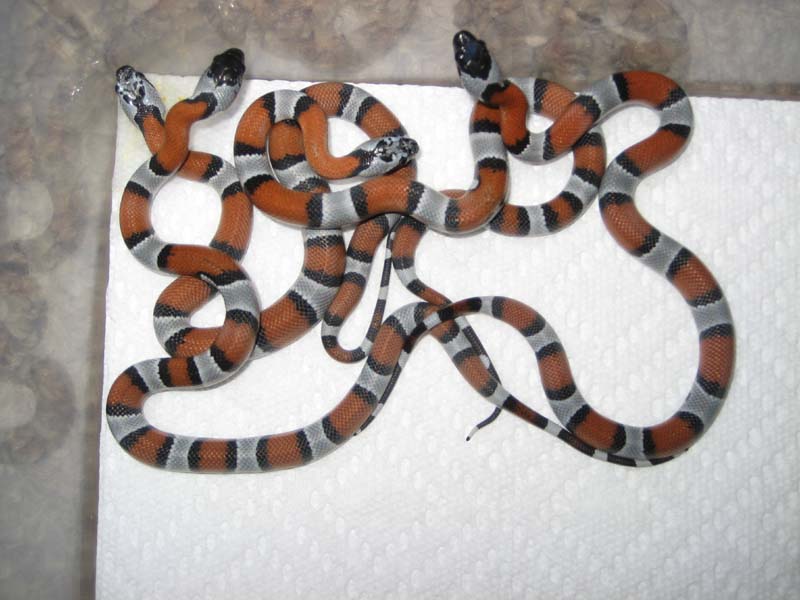 redbluff hatchlings