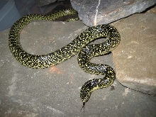 SK0504