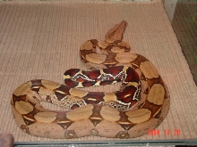 B.c.c Male