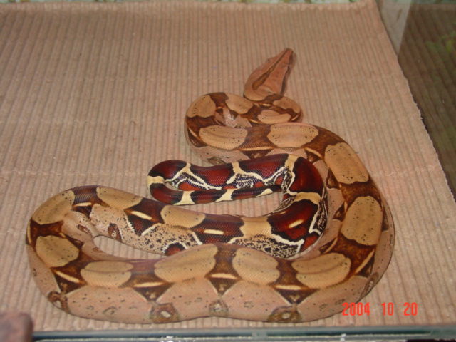 B.c.c Male