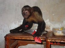 Mine Capuchin