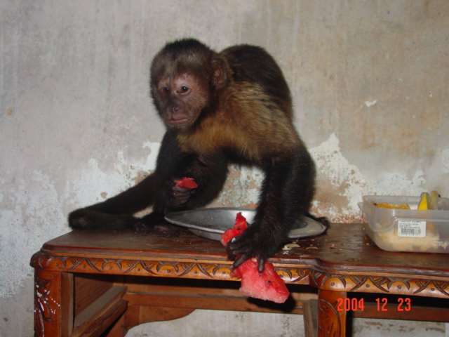 Mine Capuchin