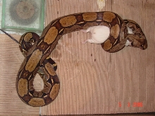 B.c.c Female