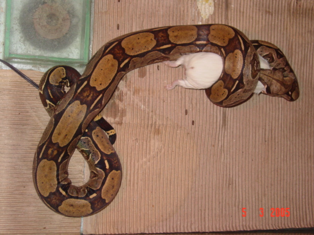 B.c.c Female