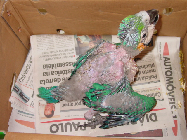 My Macaw