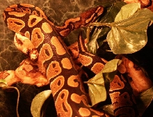 Bomani up Close