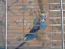 Be-be the budgie
