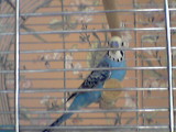 Be-be the budgie