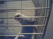 Baby budgie