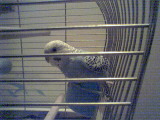 Baby budgie