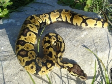 pastel male het hypo