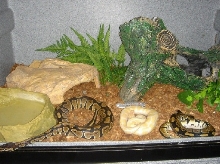 albino/hets