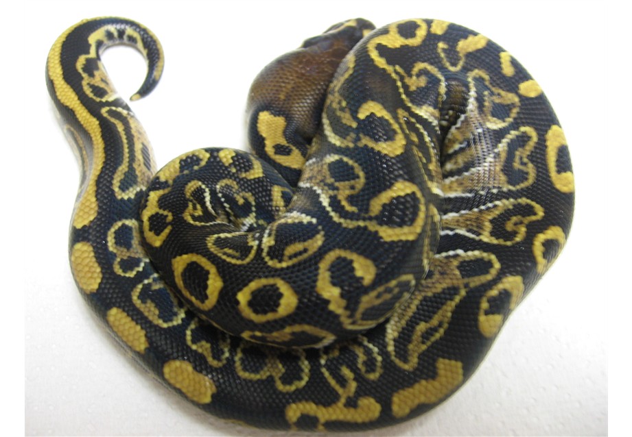 bp 1