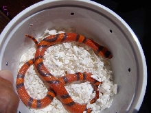 hypo f1
